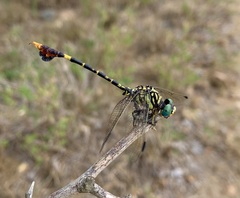 Paragomphus sabicus