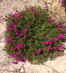 Portulaca pilosa