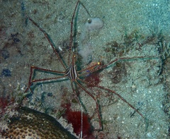 Stenorhynchus lanceolatus
