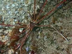Stenorhynchus lanceolatus