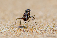 Hypaetha biramosa
