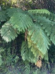 Cyathea arborea