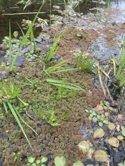 Azolla filiculoides