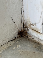 Phalangiinae