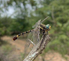Paragomphus sabicus