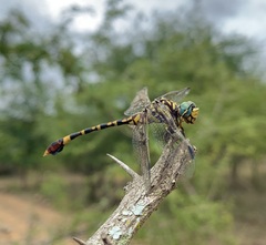 Paragomphus sabicus