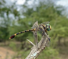 Paragomphus sabicus