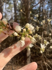 Pyrus calleryana