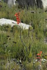 Watsonia schlechteri