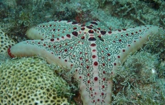 Oreaster clavatus