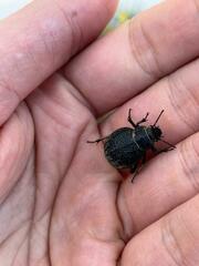 Pimelia mittrei