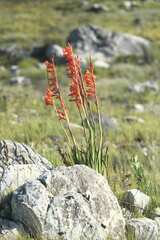 Watsonia schlechteri