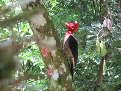 Campephilus robustus