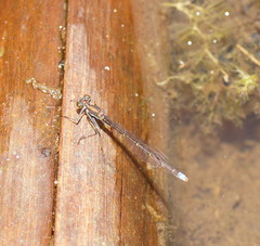 Austrocnemis splendida