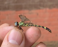Paragomphus genei