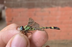 Paragomphus genei