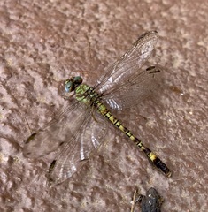 Paragomphus genei
