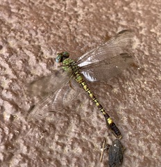 Paragomphus genei