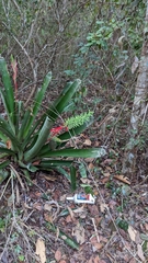 Aechmea bracteata