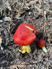 Hygrocybe laetissima