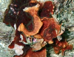 Schizoporella