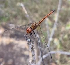 Trithemis werneri