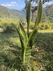 Sansevieria trifasciata