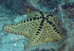 Oreaster clavatus