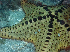 Oreaster clavatus