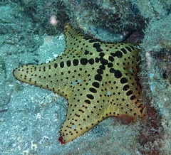 Oreaster clavatus