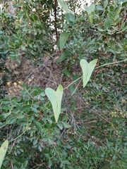 Smilax aspera