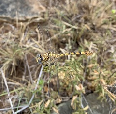 Crenigomphus hartmanni