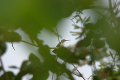 Chrysuronia leucogaster
