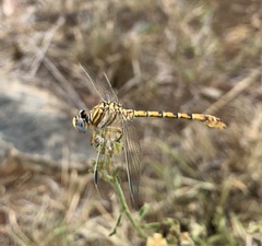 Crenigomphus hartmanni