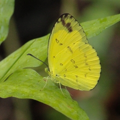 Eurema andersoni