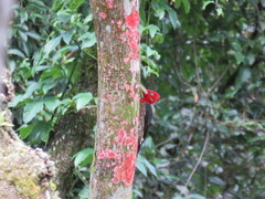 Campephilus robustus