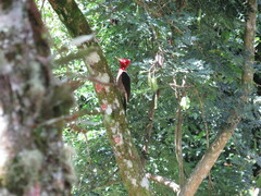 Campephilus robustus