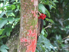 Campephilus robustus