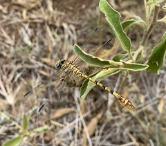 Crenigomphus hartmanni