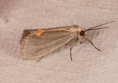 Cisthene
