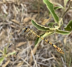 Crenigomphus hartmanni