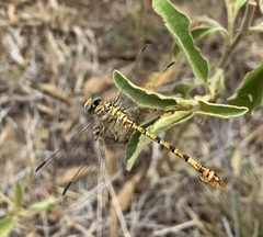 Crenigomphus hartmanni