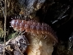Polydesmus complanatus