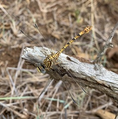 Crenigomphus hartmanni