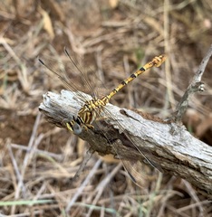Crenigomphus hartmanni