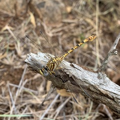Crenigomphus hartmanni