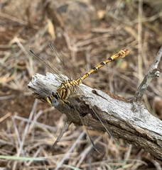 Crenigomphus hartmanni
