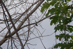 Chrysuronia leucogaster