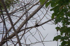 Chrysuronia leucogaster