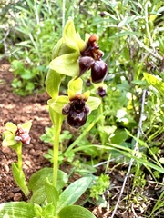 Ophrys bombyliflora